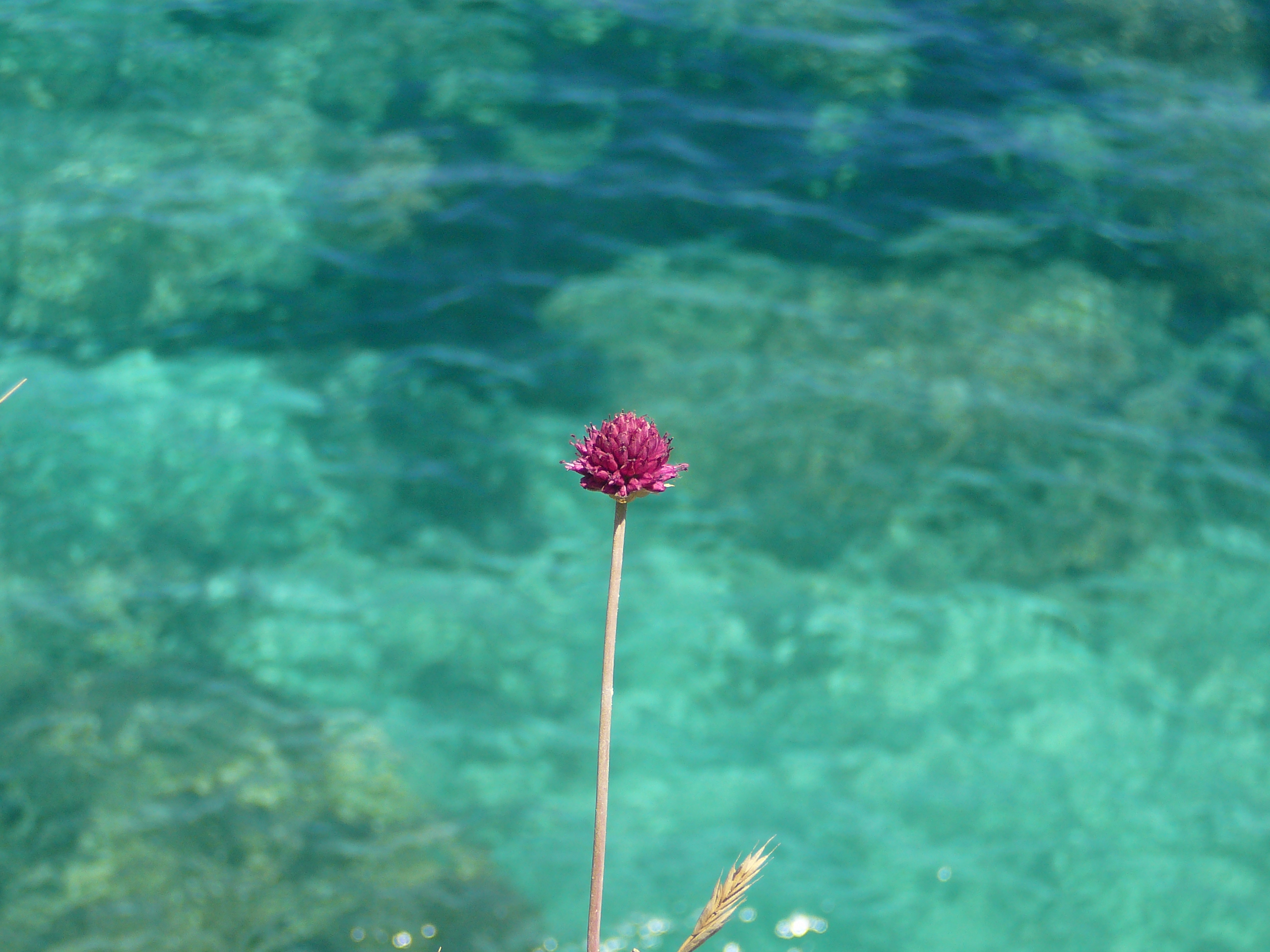 https://www.baialupo.com/gallery/2010-07-puglia/2010-07-28-131259.Panasonic-DMC-TZ1.jpg